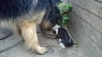 Милая супруга принесла задрыгу - говорит - выполз из кустов и пополз к ногам. Зацепился когтями за ноги и не хотел отпускать))
Принесли, отмыли, накормили. Кошка позаражала всех лишаем стригущим...Месяц жила в гаражном боксе на карантине)) лечил, уколы колол)) Рядом пес живет ( охранник) и надо было видеть как эта задрыга отжимает еду у собаки)))
Ничего, вылечили)) сейчас член семьи))Буська