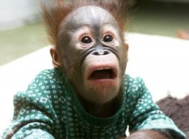 Жуткое нападение африканского паука-каменщика на сверчка