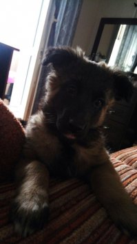 Несколько месяцев назад подобрали двух щенят, еще слепые были, разноцветную потом забрали знакомые. А черная вымахала здоровая и у нас живет, хотя уже был мопс.