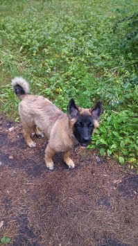 Несколько месяцев назад подобрали двух щенят, еще слепые были, разноцветную потом забрали знакомые. А черная вымахала здоровая и у нас живет, хотя уже был мопс.