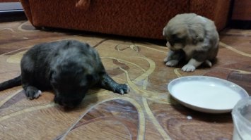 Несколько месяцев назад подобрали двух щенят, еще слепые были, разноцветную потом забрали знакомые. А черная вымахала здоровая и у нас живет, хотя уже был мопс.