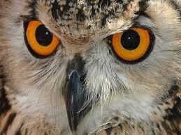 ...накричал и ухал!?