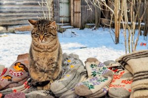Очень колоритные уличные коты. Часть 5