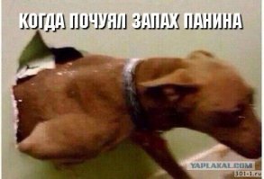 Актер Алексей Панин согласился сняться в рекламе собачьего корма