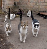 Чо, бля, за предъявы?! Мы с местных дворов!