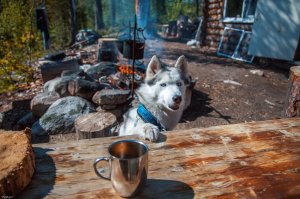 Я и моя хася