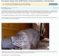 Собака загрызла кошку на глазах у детей