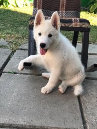 Плюсую ! Сам люблю хаски . Моя красавица .