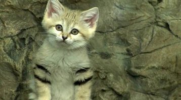 У барханного котика правда морда котёнка:)