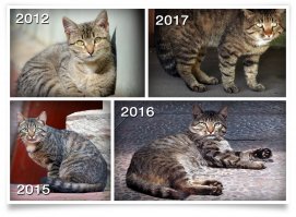 Очень колоритные уличные коты. Часть 5