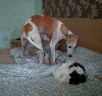 Не можно, а нужно - такой он и должен быть
И может быть ещё потому, что снимок сделан в режиме HDR:) 
а так-то он вполне гладенький и даже на пару-тройку кило тяжелее стандарта