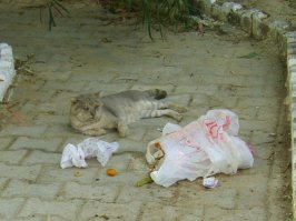 Тунис. Местный хозяин помойки.