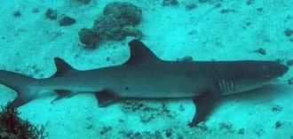 Животные, у которых сна либо вовсе нет, либо почти нет