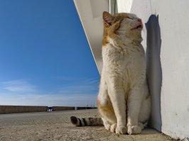 Даже если кот смотрит в стену с закрытыми глазами...он видит больше и дальше физического мира.
