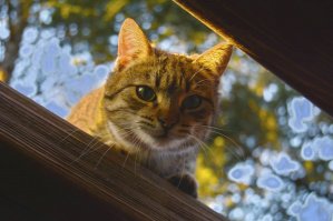 ....всем выйти из сумрака...я то всё вижу.