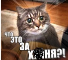 Новый тренд: коты с крошечными мордочками! Смешно или жутковато?