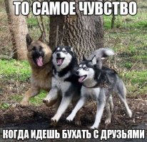 Собаки, делающие явно странные вещи