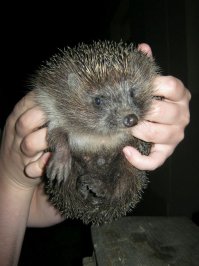 Злой Вы (
Возьмите лучше ежика ))