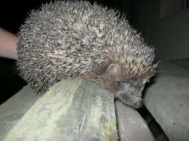 Злой Вы (
Возьмите лучше ежика ))