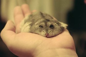 0-30, но ничего увлекательного. Лучше поссмотрите на хомяка