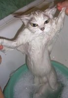 На тогда уже и мокрую