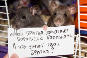 гамбийские крысы не совсем крысы, общего с крысами у них только название от отряд "мышеобразные". Наши обычные крыски тоже приносят пользу, и как домашние питомцы - замечательные ласковые и умные звери.