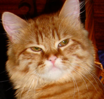 кот скептик сомневается, что все это скульптуры