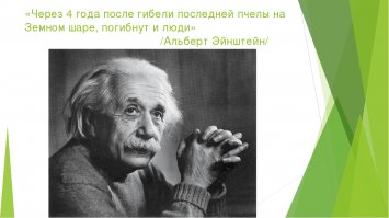 10 вещей, которые могут исчезнуть навсегда, если вымрут пчёлы