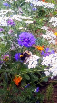 Да, действительно, на даче уже года три как пчел не стало. Шмелей больше появилось.