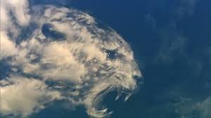 Кот (осторожно криптота)