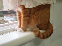 Удивительные животные, которые маскируются лучше, чем ниндзя