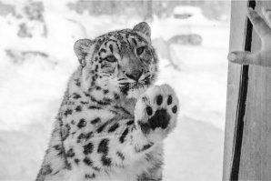 Некоторые животные награждены природной красотой и смотреть на них – одно удовольствие