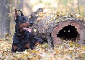 Удивительные животные, которые маскируются лучше, чем ниндзя