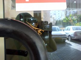 Вот чорт! А у меня дома ни гекконы ни богомолы не маскируются. Обнаглели в конец...