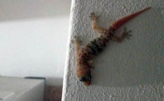 Вот чорт! А у меня дома ни гекконы ни богомолы не маскируются. Обнаглели в конец...