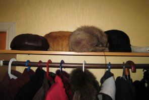 Найди котэ :)