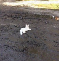 Удивительные животные, которые маскируются лучше, чем ниндзя