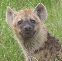 Некоторые животные награждены природной красотой и смотреть на них – одно удовольствие