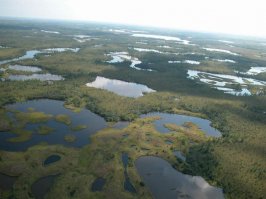 Необычные деревья из разных уголков планеты