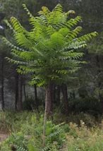 Изобретательно!   А еще можно посадить дерево  айлант - молодые деревца 1:1 напоминают пальмы. Приживаемость отменная, растет как трава, скорость прироста молодых побегов до 1 м в год, потом помедленнее. .Только нужно не давать им вырасти в матерое дерево - нужно будет срубать первый ствол и пускать боковые побеги, которые еще больше усилят схожесть с зарослями пальмы.