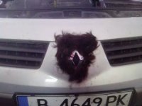 Автовсячина