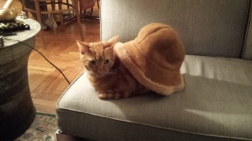 Удивительные животные, которые маскируются лучше, чем ниндзя