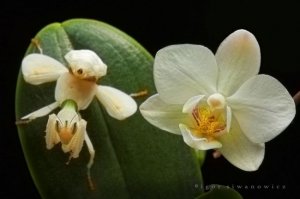 Ещё одно фото орхидейного богомола