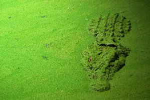 Удивительные животные, которые маскируются лучше, чем ниндзя