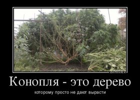 Энергетически сильные комнатные растения