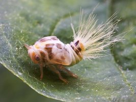 Не чего удивительного , я таких вот почти  каждый день травлю ,богомолы тоже под раздачу попадают , не умышленно .