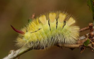 Незнаю, как по-русски, но по-латыни это называется Calliteara pudibunda.