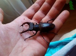 Lucanus cervus
