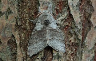 Незнаю, как по-русски, но по-латыни это называется Calliteara pudibunda.