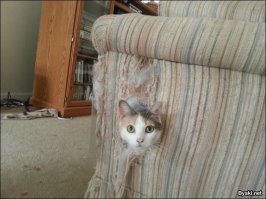 точно-точно.. коты такого не могут!